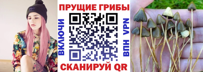 закладки  Новоалтайск  Галлюциногенные грибы ЛСД 
